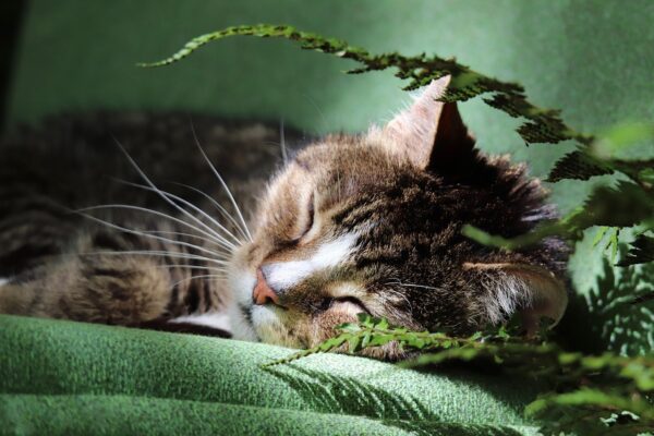 Beyond Kibble: Optimizing Gut Health For Longevity