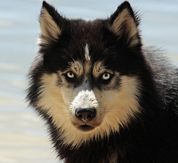 Beyond The Bowl: Canine Caregiver Or Companion?