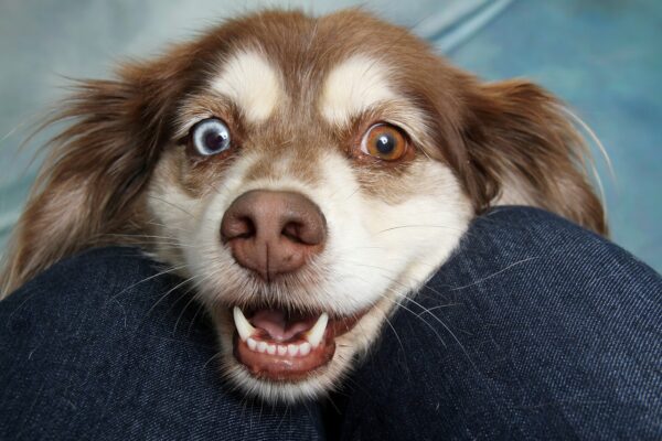 Dog Enrichment: Beyond Puzzles, Unleash Their Potential