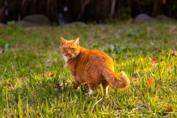 Decoding Pet Quirks: Behavior Correction Insights