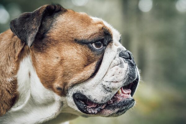 Beyond Basic: Accessorizing Pets With Purpose And Style