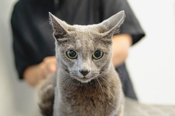 Gray Muzzles, Green Bowls: Nutrition For Senior Pets