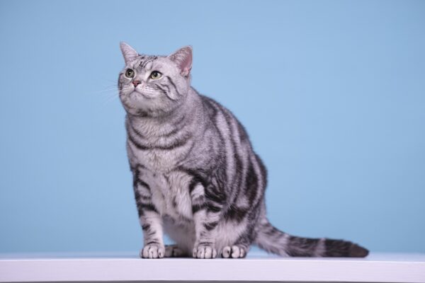 Beyond The Bath: Holistic Pet Grooming Practices