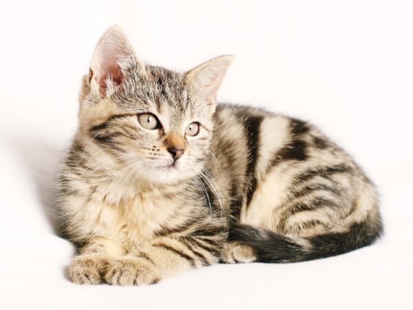 Beyond The Donut: Cat Bed Innovation Arrives