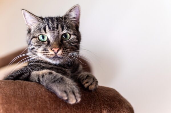 Beyond Kibble: Tailoring Pet Health With Supplements