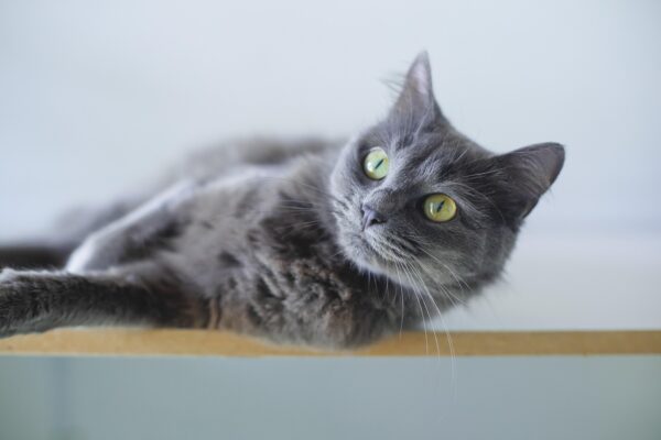 Decoding Whisker Twitch: Feline Stress Relief Strategies