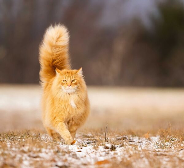 Pet Vaccines: Tailoring Immunity, Protecting Communities.