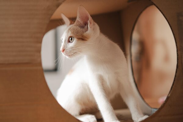 Beyond Paw Protection: The ROI Of Pet Insurance