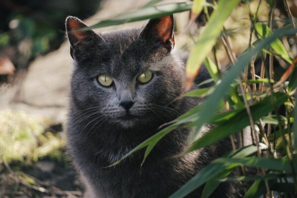 Beyond Kibble: Tailoring Pet Diets For Longevity