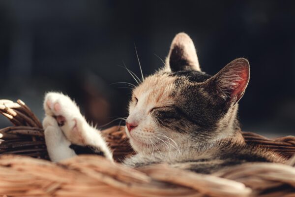 Pet Insurance: Beyond Coverage, Towards Lifetime Wellbeing