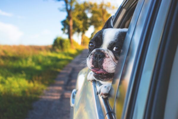 Beyond The Squeak: Decoding Canine Toy Preferences
