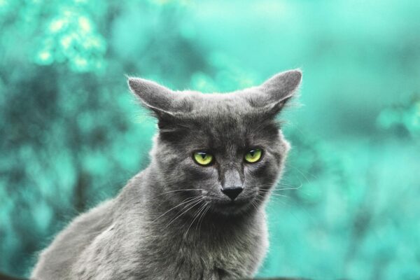 Pawsports Ready: Ethical Cat Travel And Conservation