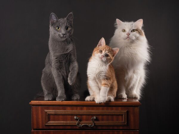 Beyond Kibble: Thriving Exotic Companions In Captivity