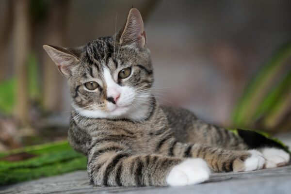 Beyond The Sniffles: Unmasking Hidden Pet Allergies