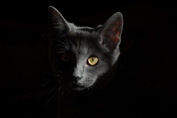 Decoding Feline Focus: Litter Box Success Secrets.