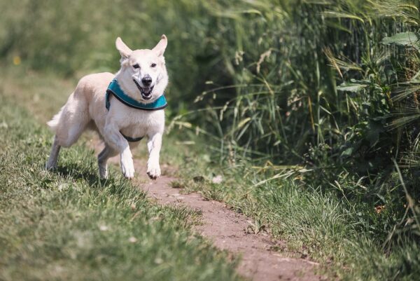 Dog Breeding: Beyond Pedigree, Towards Genetic Integrity