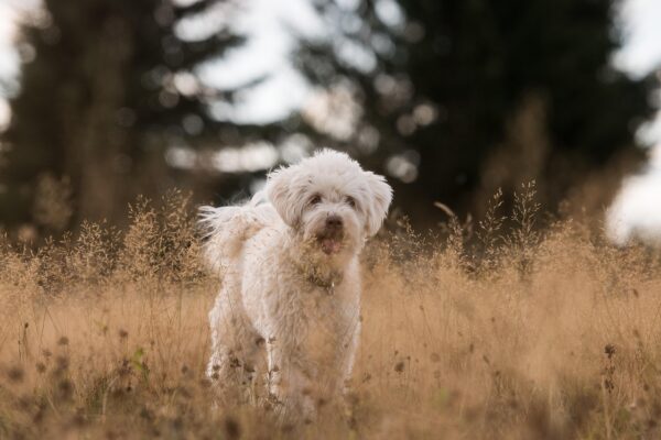 Gray Muzzles, Bright Lives: Rethinking Senior Pet Wellness