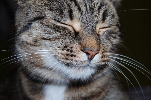 Beyond Kibble: Targeted Supplements For Feline Vitality