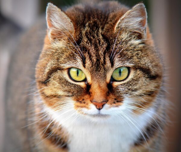Decoding Calm: Pet Stress, Signals, And Solutions