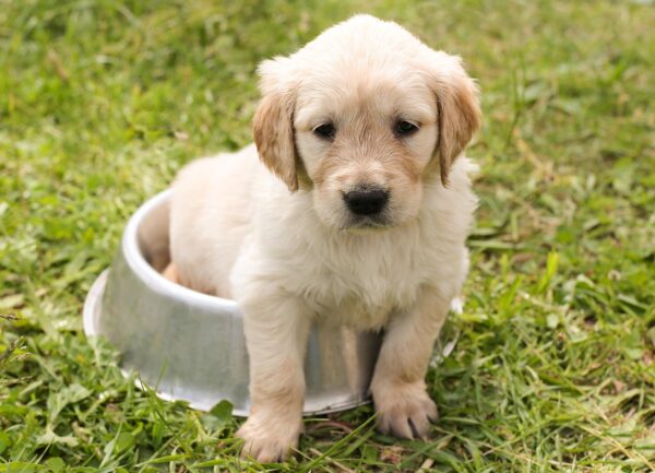 Beyond The Bowl: Enriching Senior Dog Days